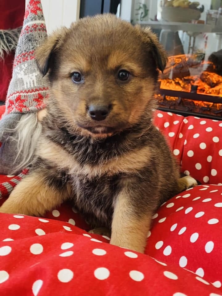 Cățeluș pacient adorabil la LocalVet